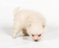 Pommeren spitz puppy op een witte achtergrond foto