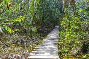 tropische jungle planten bomen houten wandelpaden sian kaan mexico. foto