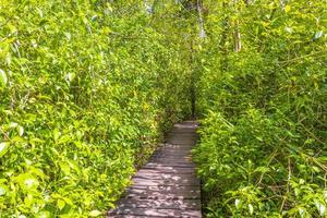 tropische jungle planten bomen houten wandelpaden sian kaan mexico. foto