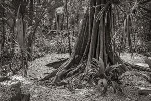 tropische natuurlijke jungle bos planten bomen muyil mayan ruïnes mexico. foto