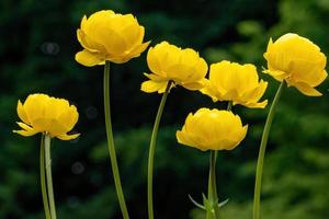 gele bloemen in de wind foto