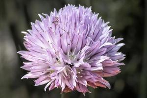 bloem van bieslook allium schoenoprasum foto