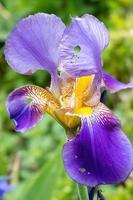 blauwe iris bloeit in de lente foto