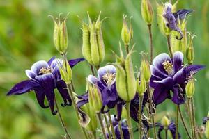 blauwe aquilegia bloeit in de lente foto