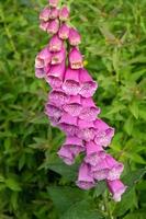 roze bloemen digitalis purpurea in de tuin foto