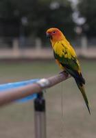 kleine papegaai met houten rail. foto