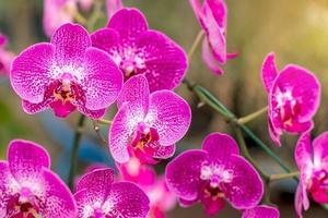 mooi boeket van paarse orchideeën in de tuin. foto