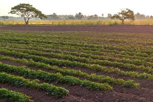 landelijk plantagegebied voor zoete aardappelen. foto