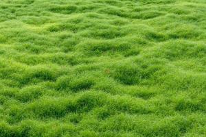 vers groen mos gras bedekt. foto