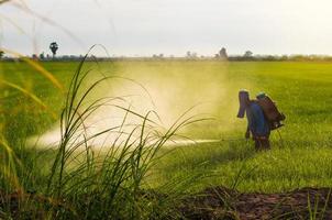 boeren spuiten herbiciden op groene rijstvelden bij de heuvel. foto