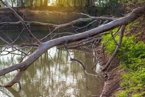 dode bomen vielen in de grachten. foto