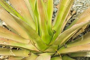 vetplanten in een natuurlijke habitat, cactus in de woestijn buiten foto