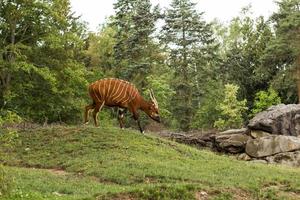 bongo antilope die alleen in de dierentuin loopt foto