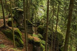 landschap in bergen in het nationale park van Tsjechisch zwitserland, dennenbos en rotsen foto