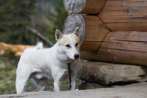 west-siberische laika, russische jachthond, wilde wolfhond foto