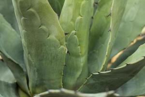 vetplanten in een natuurlijke habitat, cactus in de woestijn buiten foto