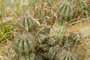 vetplanten in een natuurlijke habitat, cactus in de woestijn buiten foto