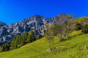 veld met bomen in de bergen van de zwitserse alpen, leukerbad, leuk, visp, foto