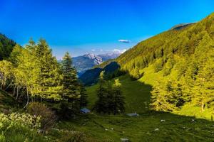 pijnbomen en bos in de bergen van de Alpen, martigny-combe, martigny foto