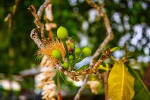 kleine groene jonge frutis op de macro van de boomtak, wit zandstrand k foto