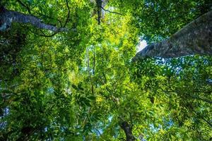 boomkroon met groene bladeren, khlong phanom nationaal park, kapon foto