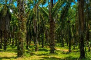 oliepalmenplantage, dan bok khorani nationaal park, krabi, tha foto