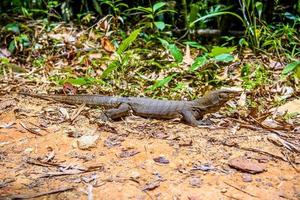 varan hagedis, khlong phanom nationaal park, kapong, phang-nga, th foto