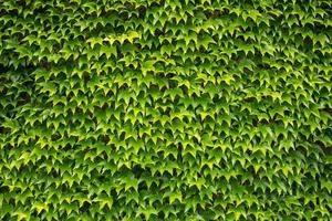 groene klimopachtergrond, grote muur van bladeren foto