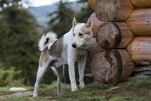 west-siberische laika, russische jachthond, wilde wolfhond foto