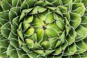 vetplanten in een natuurlijke habitat, cactus in de woestijn buiten foto