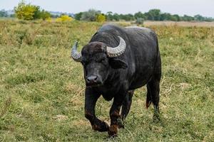 zwarte waterbuffel in de velden foto