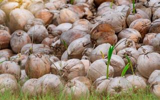 stapel jonge kokosnoot plant. spruit van kokospalm met groene bladeren die uit oude bruine kokosnoot komen. het planten van kokospalmen in de boerderij. zaadvermeerdering van tropische palmboom. exotische tropische boom. foto