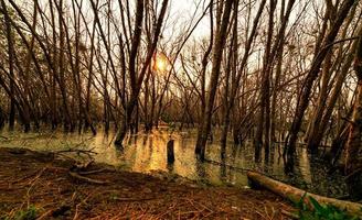 dode bomen in het overstroomde bos in de avond met oranje zonlicht. de milieucrisis als gevolg van klimaatverandering. ramp door ontbossing. boom dood door klimaatveranderingsprobleem. trieste natuur. foto