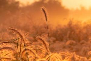 grasbloem in de ochtend bij zonsopgang met prachtige gouden zonneschijn. bloemenveld op het platteland. oranje weide achtergrond. wilde weide gras bloemen met ochtendzon. achtergrond voor een nieuw leven te beginnen. foto