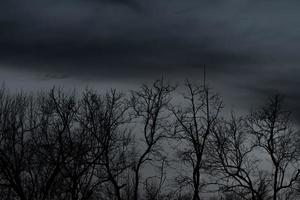 silhouet dode boom op donkere dramatische hemel en zwarte wolken. donkere hemel en dode boomachtergrond voor Halloween-dag. dode boomtakken. bladloze boom in het bos. achtergrond voor verdrietig en eenzaam moment. foto