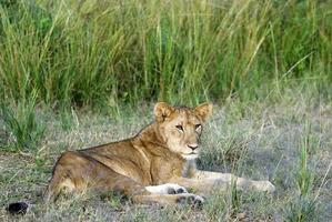 jonge mannelijke leeuw liggend foto