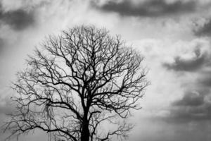 silhouet bladloze boom. silhouet dode boom op donkere dramatische hemel en wolken achtergrond voor eng of dood. halloween dag achtergrond. hopeloos, wanhoop en klaagconcept. verdrietig en depressief voelen. foto
