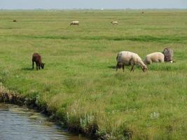 hallig hooge in de Duitse Noordzee foto