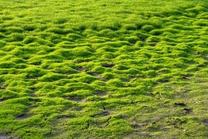 vers groen mos in het moeras. foto