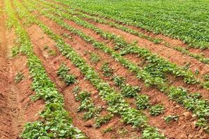 groene bladeren van veel zoete aardappelgewassen op de grond. foto