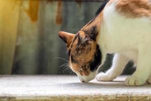 Thaise kat die aan de betonnen vloer snuffelt. foto