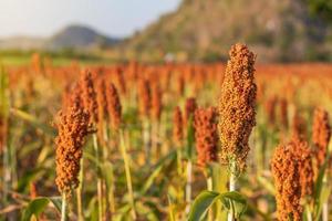 sorghum, die rijp is, is rood, wachtend op de oogst. foto