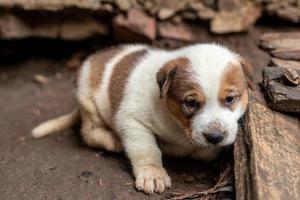 de witte en bruine thaise puppy leeft in een hol van beton. foto