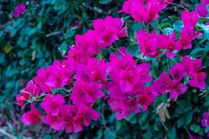 de rode bougainvillea bloeit prachtig. foto