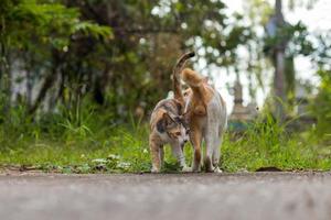 beide thaise katten staan op straat. foto