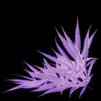isolaten van marihuanabladeren met een donkerpaarse kleur. foto