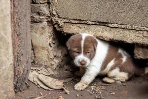 de witte en bruine thaise puppy leeft in een hol van beton. foto