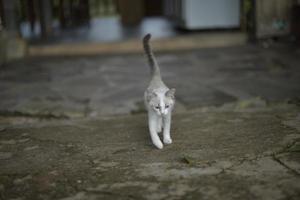 wit katje lopend op beton foto