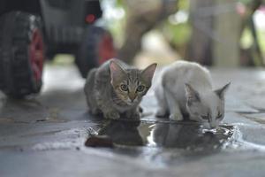 twee kittens drinken water op de vloer foto