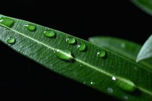 waterdruppels op groene blad zwarte achtergrond foto